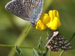 Silverblåvinge (Polyommatus amandus, Amanda's Blue)  Rutig buskmätare( Chiasmia clathra, Latticed Heath) Grinduga, Gävle, Gstr.