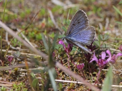 Svartfläckig blåvinge, hane (Maculinea arion, Large Blue) Horna, Åhus, Sk.