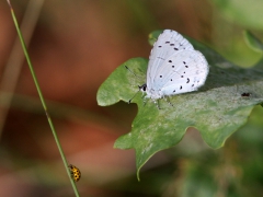 Tosteblåvinge (Celastrina argiolus, Holly Blue) Senoren, Ramdala, Bl.