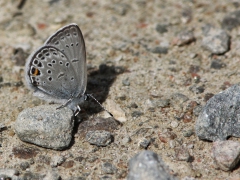 Violett blåvinge (Plebejus optilete, Cranberry Blue) Grinduga, Gävle, Gstr.