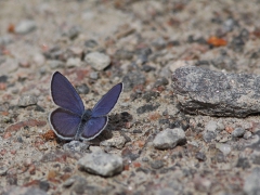 Violett blåvinge (Plebejus optilete, Cranberry Blue) Grinduga, Gävle, Gstr.