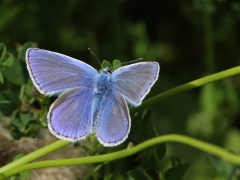 Puktörneblåvinge, hane (Polyommatus icarus, Common Blue) Biparadiset, Bokhultet NR, Växjö, Sm.