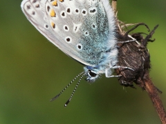 Puktörneblåvinge, hona (Polyommatus icarus, Common Blue)Biparadiset, Bokhultet NR, Växjö, Sm.