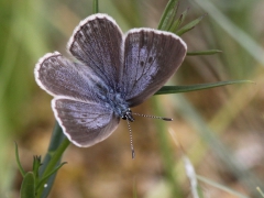 Alkonblåvinge, hane( Maculinea alcon,  Alcon Blue) Hunneröds Mosse, Börringe, Sk.