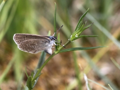 Alkonblåvinge, hona( Maculinea alcon,  Alcon Blue) Hunneröds Mosse, Börringe, Sk.