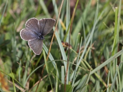 Alkonblåvinge, hona( Maculinea alcon,  Alcon Blue) Hunneröds Mosse, Börringe, Sk.