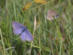 Alkonblåvinge,par (Maculinea alcon,  Alcon Blue) Hunneröds Mosse, Börringe, Sk.