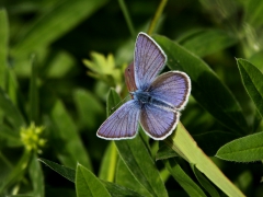 Ängsblåvinge (Cyaniris semiargus, Mazarine Blue) Grinduga, Gävle, Gstr.