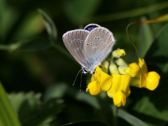 Ängsblåvinge (Cyaniris semiargus, Mazarine Blue) Grinduga, Gävle, Gstr.