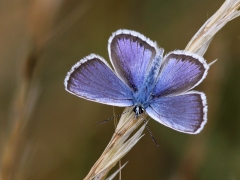 Ljungblåvinge, hane (Plebejus argus, Silver-studded Blue) Horna, Åhus, Sk.