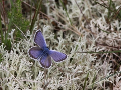 Ljungblåvinge, hane (Plebejus argus, Silver-studded Blue) Horna, Åhus, Sk.