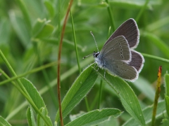 Mindre blåvinge, hane (Cupido minimus Small Blue) Sånnarna, Åhus, Sk.