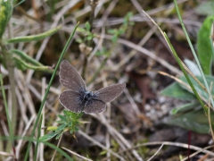 Mindre blåvinge, hane (Cupido minimus, Small Blue) Horna, Åhus, Sk.