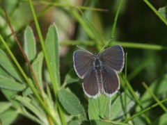 Mindre blåvinge, hane (Cupido minimus Small Blue) Sånnarna, Åhus, Sk.