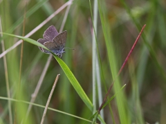 Mindre blåvinge, hane (Cupido minimus, Small Blue) Horna, Åhus, Sk.