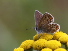 Puktörneblåvinge, hona (Polyommatus icarus, Common Blue) Biparadiset, Bokhultet NR, Växjö, Sm.