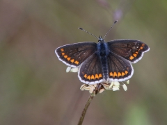 Rödfläckig blåvinge, hona (Aricia agestis, Brown Argus) Sånnarna, Horna, Åhus, Sk.