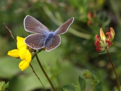 Silverblåvinge, hona ( Polyommatus amandus, Amanda's Blue) Biparadiset, Bokhultet NR, Växjö, Sm.