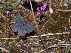 Svartfläckig blåvinge, hane (Maculinea arion, Large Blue) Horna, Åhus, Sk.