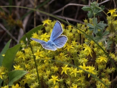 Väpplingblåvinge, hane (Polyommatus dorylas, Torquise Blue) Horna, Åhus, Sk.