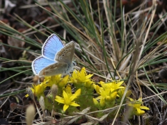 Väpplingblåvinge, hane (Polyommatus dorylas, Torquise Blue) Horna, Åhus, Sk.