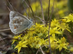 Väpplingblåvinge, hane (Polyommatus dorylas, Torquise Blue) Horna, Åhus, Sk.