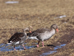 Grågås (Anser anser, Greylag Goose) Lidhem, Sm.