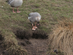 Spetsbergsgås (Anser brachyrhynchus, Pink-footed Goose)  Hornborgasjön, Vg.