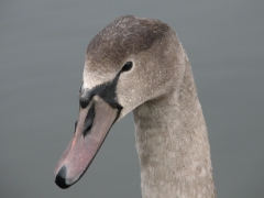 Knölsvan (Cygnus olor, Mute Swan) Landön, Sk.