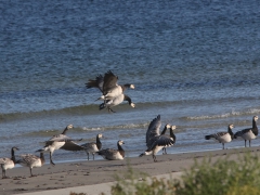 Vitkindad gås (Branta leucopsis, Barnacle Goose) Äspet, Åhus,Sk.