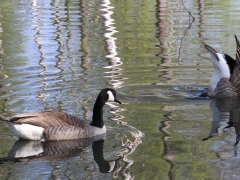 Kanadagås (Branta canadensis, Canada Goose) Växjösjön, Sm.