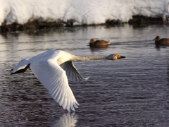 Sångsvan (Cygnus cygnus, Whooper Swan) Helgevärma, Växjö, Sm.