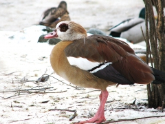 Nilgås (Alopochen aegyptiaca, Egyptian Goose) Kristianstad, Sk.