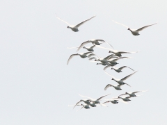 Knölsvan (Cygnus olor, Mute Swan) Lindö, Bl.