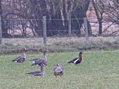 Rödhalsad gås (Branta ruficollis Redbreasted Goose)  och bläsgås (Anser albifrons, Greater White-fronted Goose) Hammarsjön, Sk.