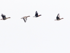 Rödhalsad gås (Branta ruficollis Redbreasted Goose) och bläsgås (Anser albifrons, Greater White-fronted Goose) Hammarsjön, Kristianstad, Sk