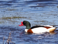 Gravand, hane (Tadorna tadorna, Common Shelduck) Lindö, Bl.