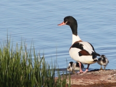 Gravand, hona med pull  (Tadorna tadorna, Common Shelduck) Äspet, Åhus, Sk.