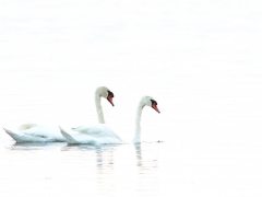 Knölsvan (Cygnus olor, Mute Swan) Senoren, Bl.