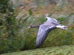 Bläsgås (Anser albifrons ,Greater Whitefronted Goose) Strandbjörket, Växjö, Sm.