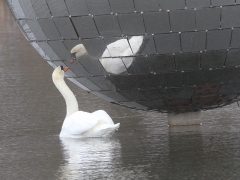 Knölsvan (Cygnus olor, Mute Swan)Strandbjörket, Växjö, Sm.