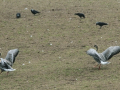 Spetsbergsgås (Anser brachyrhynchus, Pink-footed Goose)  Hornborgasjön, Vg.