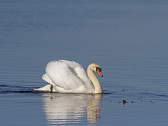 Knölsvan (Cygnus olor, Mute Swan) Hornborgasjön, Vg.