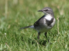 Kapärla (Motacilla capensis, Cape Wagtail).