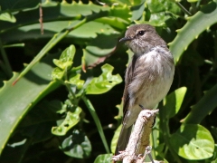 Mörkgrå flugsnappare (Muscicapa adusta,  Afr.  Dusky Flycatcher).