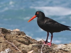 Svart Strandskata (Haematopus moquini, Afr. Black Oystercatcher).