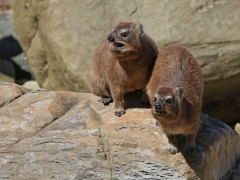 Klipphyrax (Procavia capensis, Rock Dassie). Närmast släkt med elefanter och sjökor men är inte större än en kanin. Kallas ibland klippgrävling.