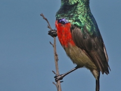 Sydafrikansk solfågel (Cinnyris afer, Greater Double -collared Sunbird) som poserade vid strandskogen.