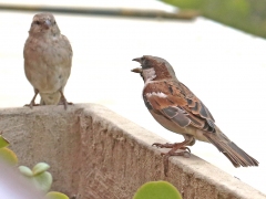 Akaciasparv ( Passer motitensis, Great Sparrow).