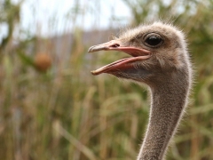 Vi besöker Oudshoorn som är ett centrum för uppfödning av strutsar. Struts (Struthio camelus, Common Ostrich).